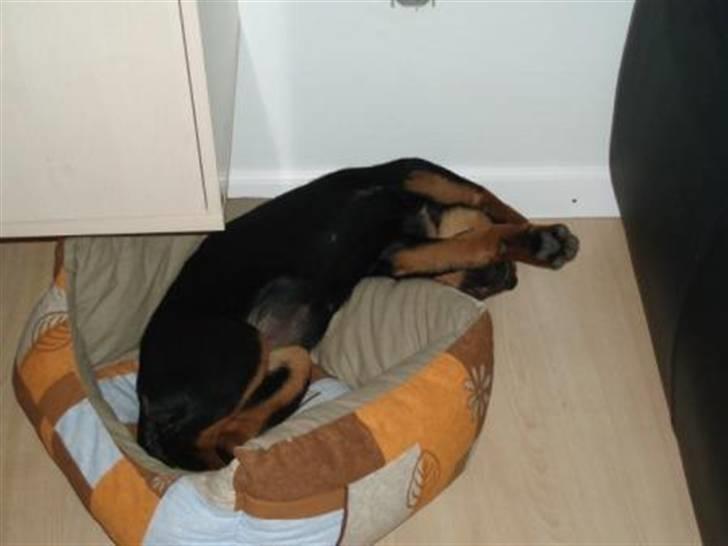 Rottweiler Sostack´s Frida billede 12