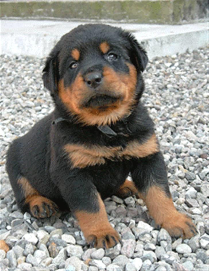 Rottweiler Sostack´s Frida - Her er jeg ca 1 måned gammel.. billede 13