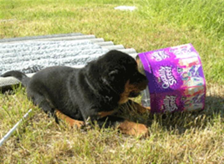Rottweiler Sostack´s Frida - Den er jo tom.. billede 14