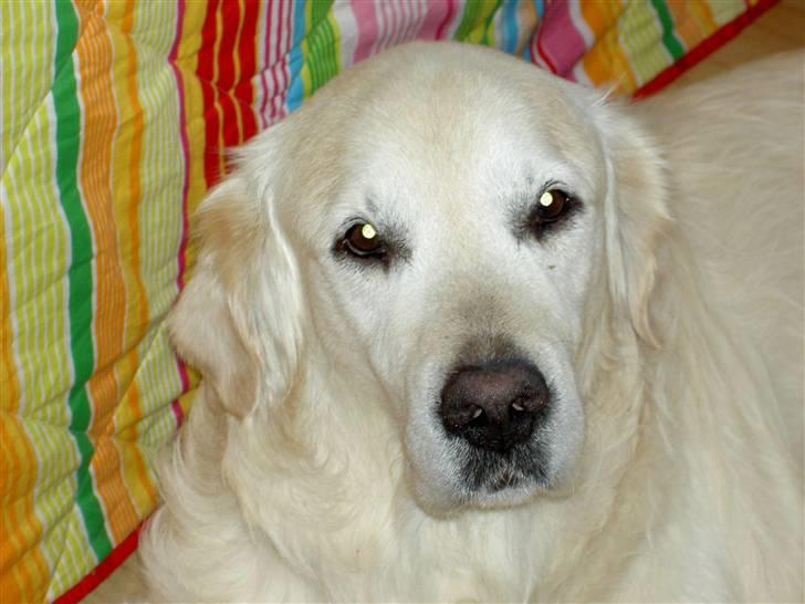 Golden retriever Golden Viva Kevin - Ååh kom nu - klø mig lidt... billede 2