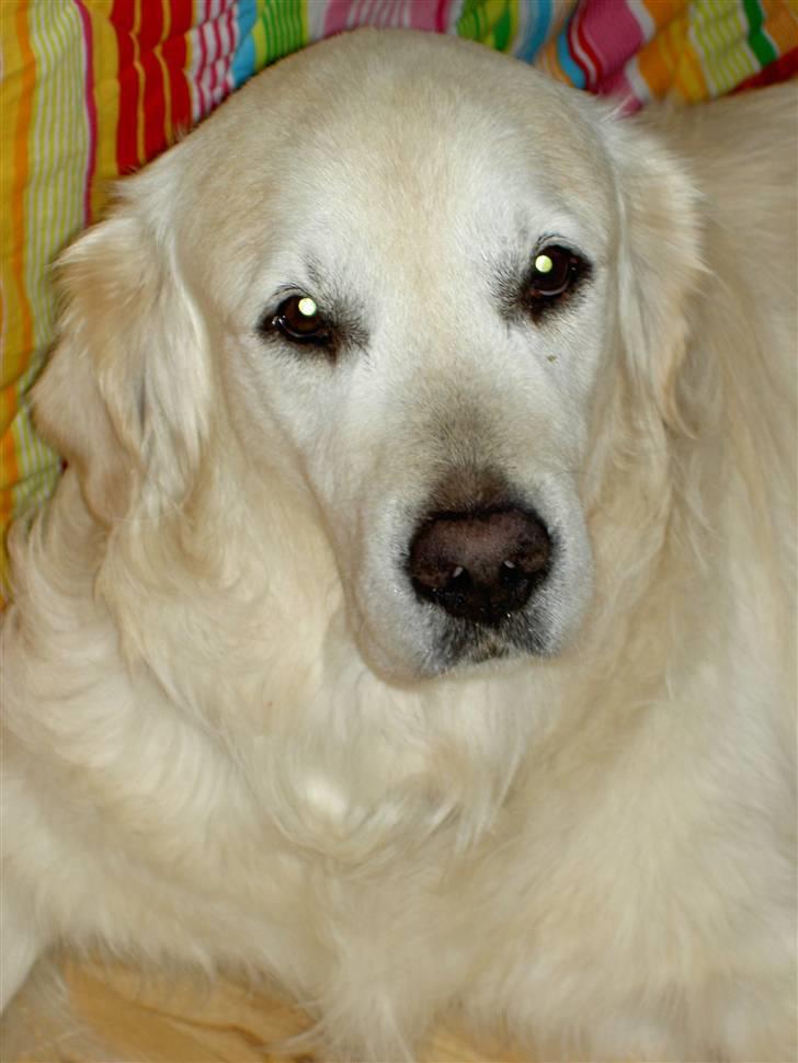 Golden retriever Golden Viva Kevin - ER jeg ikke dejlig :) billede 3
