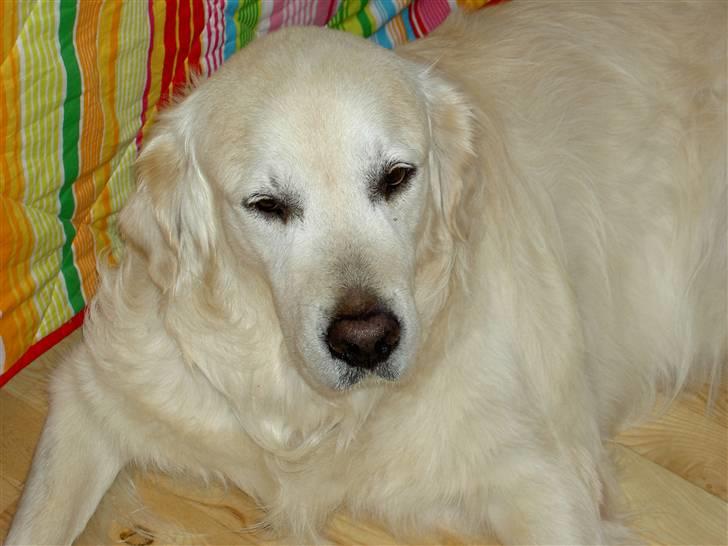 Golden retriever Golden Viva Kevin - Mor´s egen lille hygge trold billede 4