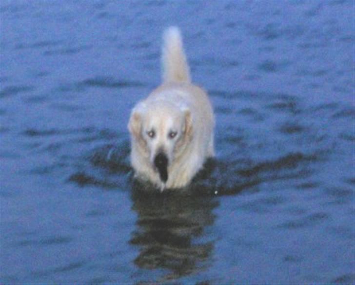 Golden retriever Golden Viva Kevin - Fætter Guf på stranden i Nivå - på en aften lufter billede 5