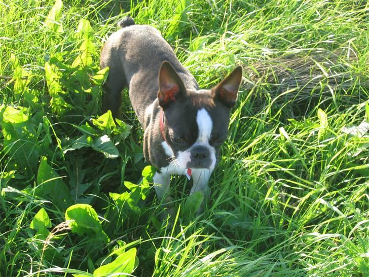 Boston terrier Apoko billede 16