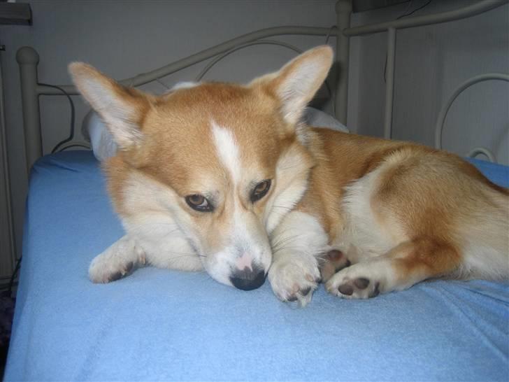 Welsh corgi pembroke Mickey - <3 billede 2