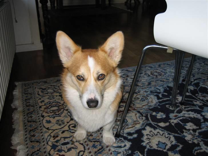 Welsh corgi pembroke Mickey - <3 billede 3