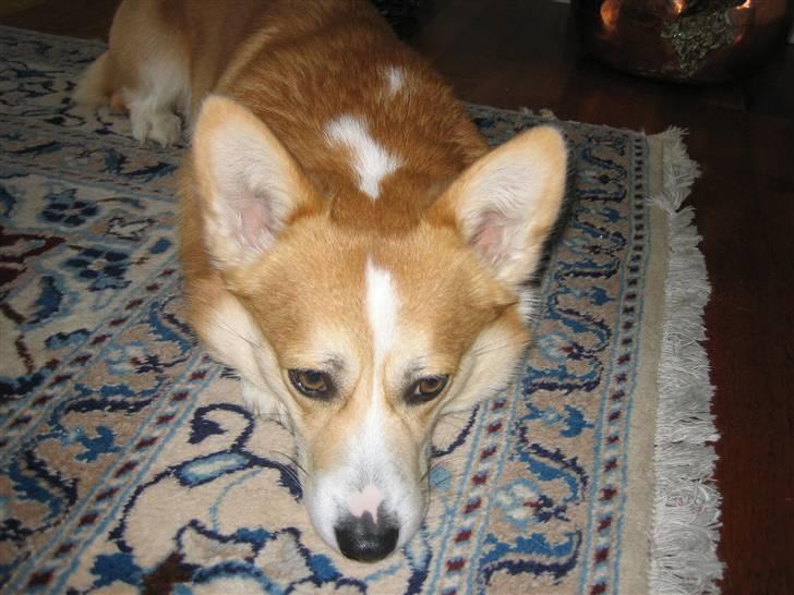 Welsh corgi pembroke Mickey - <3 billede 4