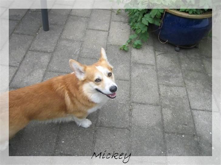 Welsh corgi pembroke Mickey - <3 billede 5