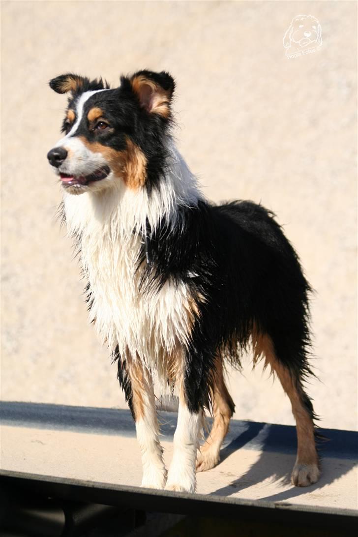 Australian shepherd Homer - Er flyttet :´-( - Får sig et overblik.. billede 2