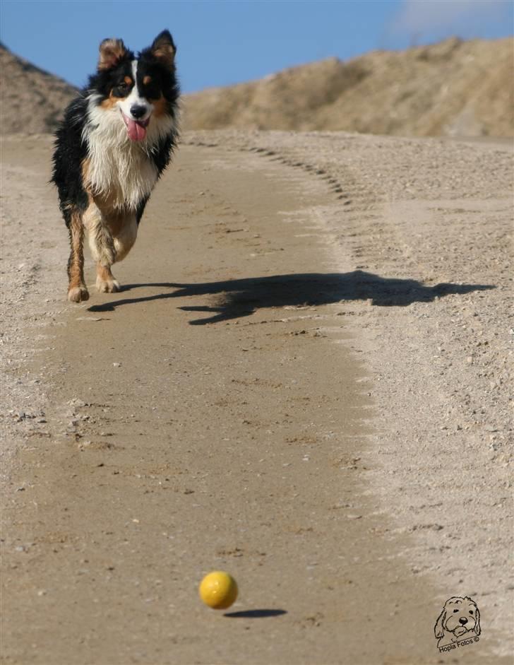 Australian shepherd Homer - Er flyttet :´-( - Må.... fange.... bolden..*gisp* billede 3