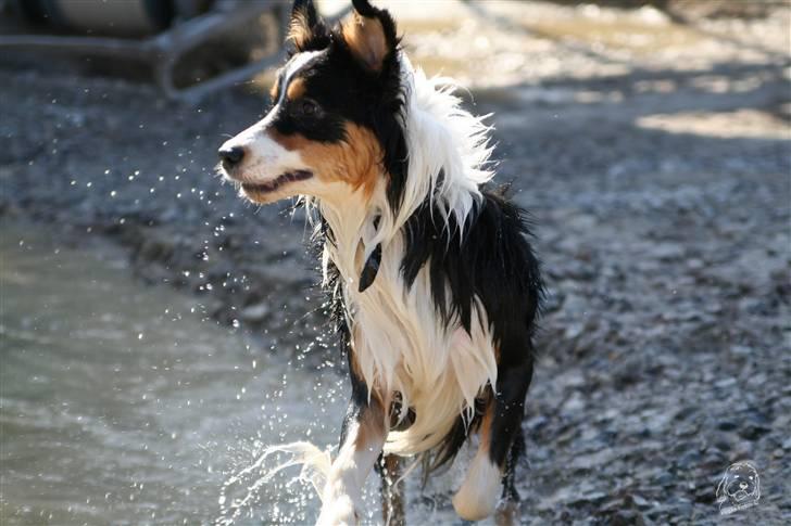 Australian shepherd Homer - Er flyttet :´-( billede 4