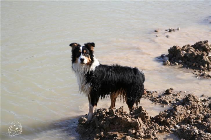 Australian shepherd Homer - Er flyttet :´-( - Hvorfor kigger I sådan på mig????? billede 6