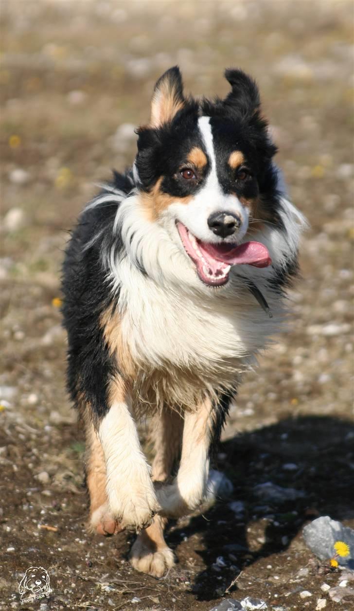 Australian shepherd Homer - Er flyttet :´-( - Yiiiiiiihhaaaaaaaaaaaaaaaaaaaar....... billede 7