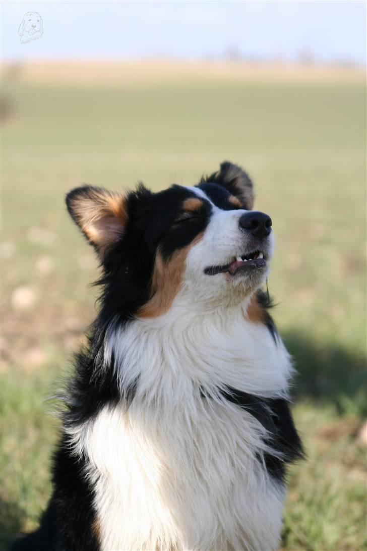 Australian shepherd Homer - Er flyttet :´-( - Aaaah, livet er skønt.... billede 8