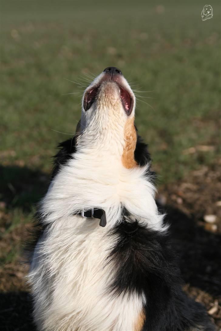 Australian shepherd Homer - Er flyttet :´-( billede 9