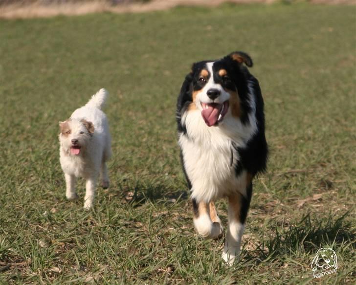 Australian shepherd Homer - Er flyttet :´-( - weeheee, hvor vi hygger..  billede 10