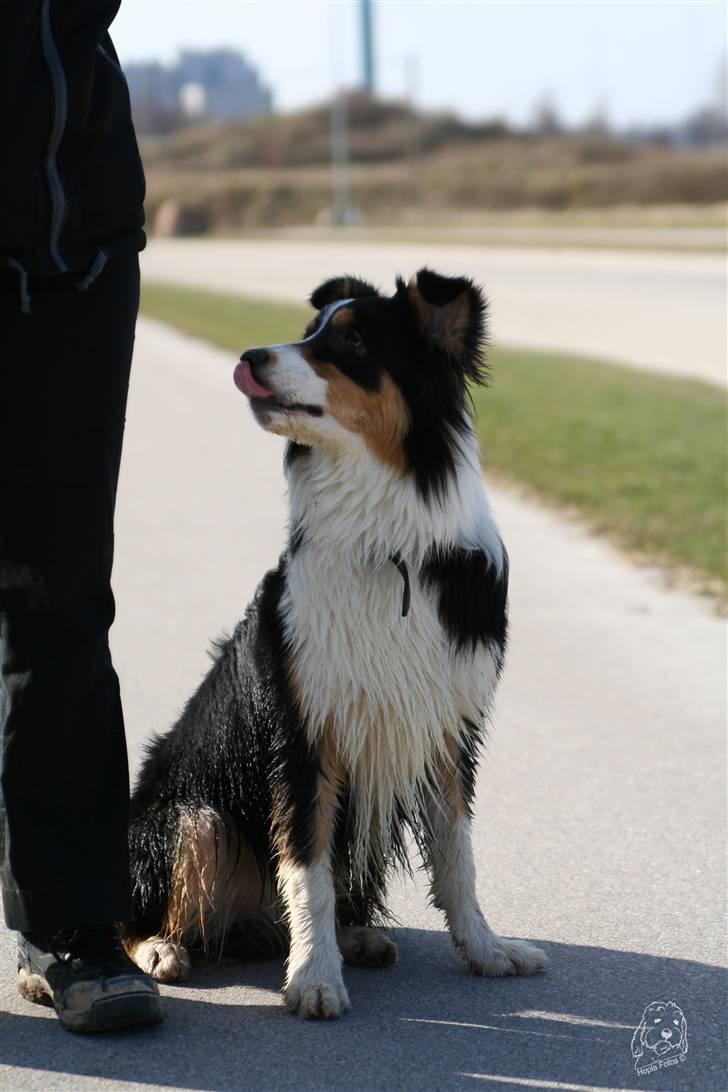 Australian shepherd Homer - Er flyttet :´-( - Hvornår kommer godbidden? Sidder jo så pænt mor... billede 11