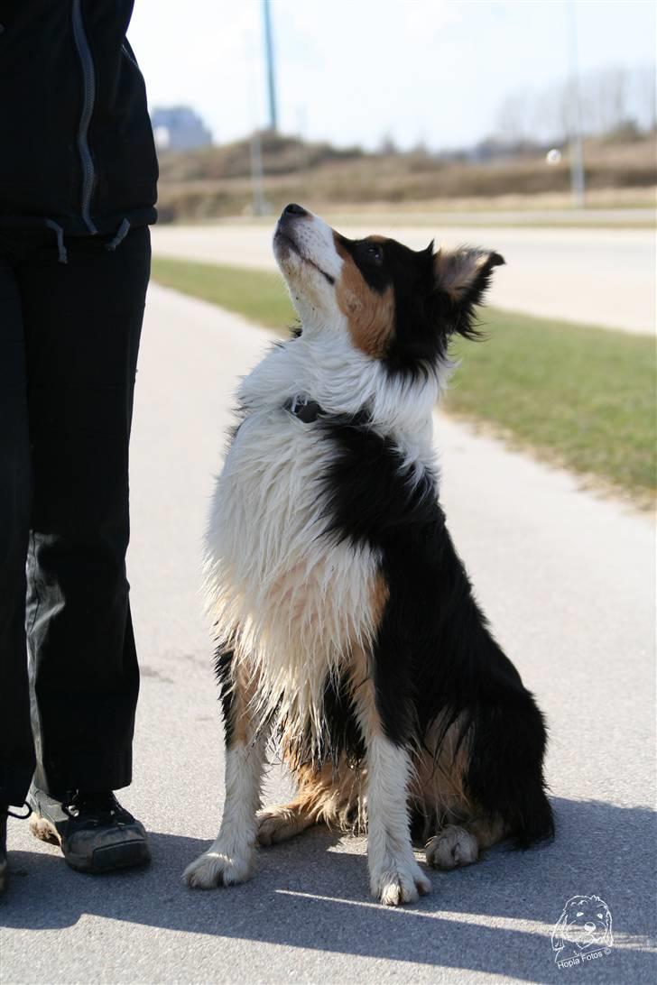 Australian shepherd Homer - Er flyttet :´-( - Så snakker vi god kontakt.. ;-) billede 12