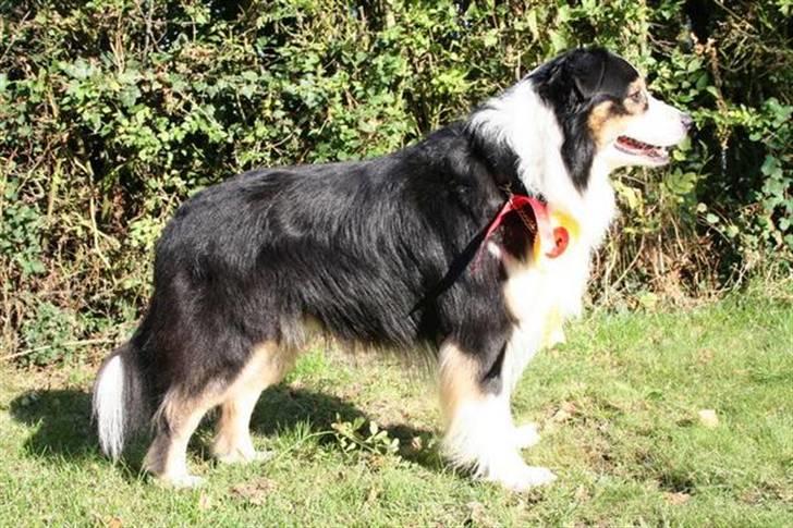 Australian shepherd LP1, RBM,  Painted Magic  Boromir of Gondor RIP   - Smukke bamsedreng se mere på www.123hjemmeside.dk/Alan1 billede 1
