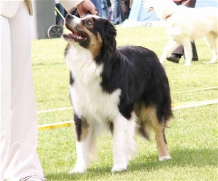 Australian shepherd LP1, RBM,  Painted Magic  Boromir of Gondor RIP   - Udstilling Ballerup 2007 billede 2