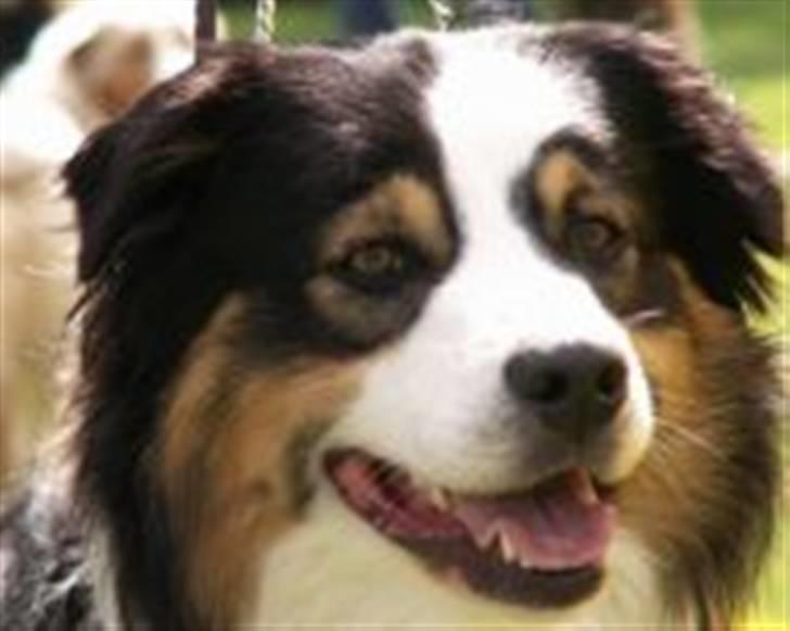 Australian shepherd LP1, RBM,  Painted Magic  Boromir of Gondor RIP   - Smil til fotografen billede 3