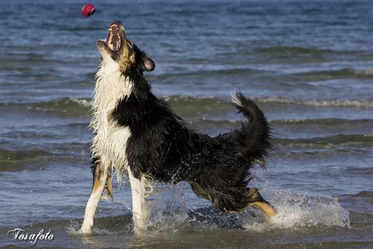 Australian shepherd LP1, RBM,  Painted Magic  Boromir of Gondor RIP   - Pocket puppy Aslan billede 4