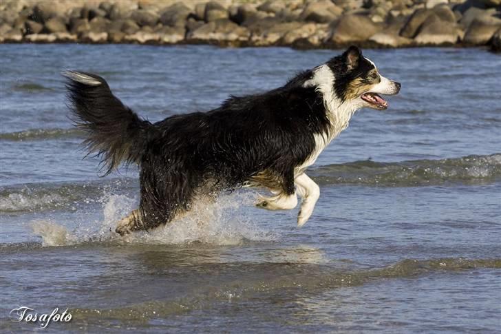 Australian shepherd LP1, RBM,  Painted Magic  Boromir of Gondor RIP   - Hårdt at skulle spise når man er træt billede 5