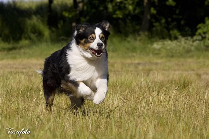 Australian shepherd LP1, RBM,  Painted Magic  Boromir of Gondor RIP   - Aslan til lydighedstræning - meget opmærksom! billede 6