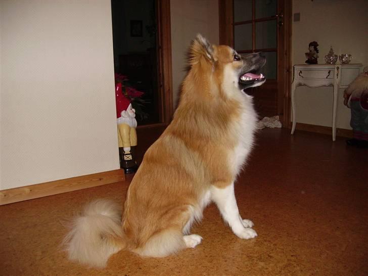 Islandsk fårehund mickey billede 9