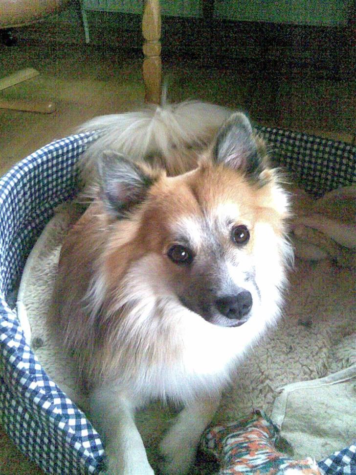 Islandsk fårehund mickey billede 10