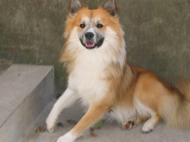 Islandsk fårehund mickey billede 11