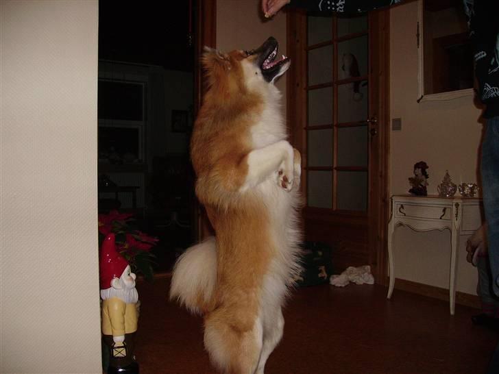 Islandsk fårehund mickey billede 12