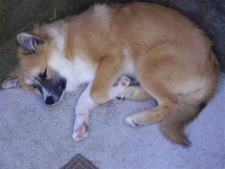 Islandsk fårehund mickey billede 13
