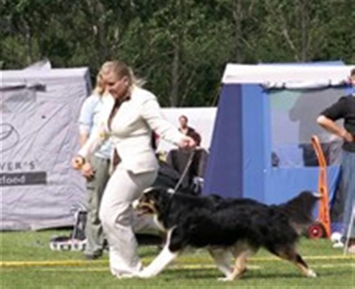 Australian shepherd LP1, RBM,  Painted Magic  Boromir of Gondor RIP   - Aslan og Mette i ringen..  billede 7