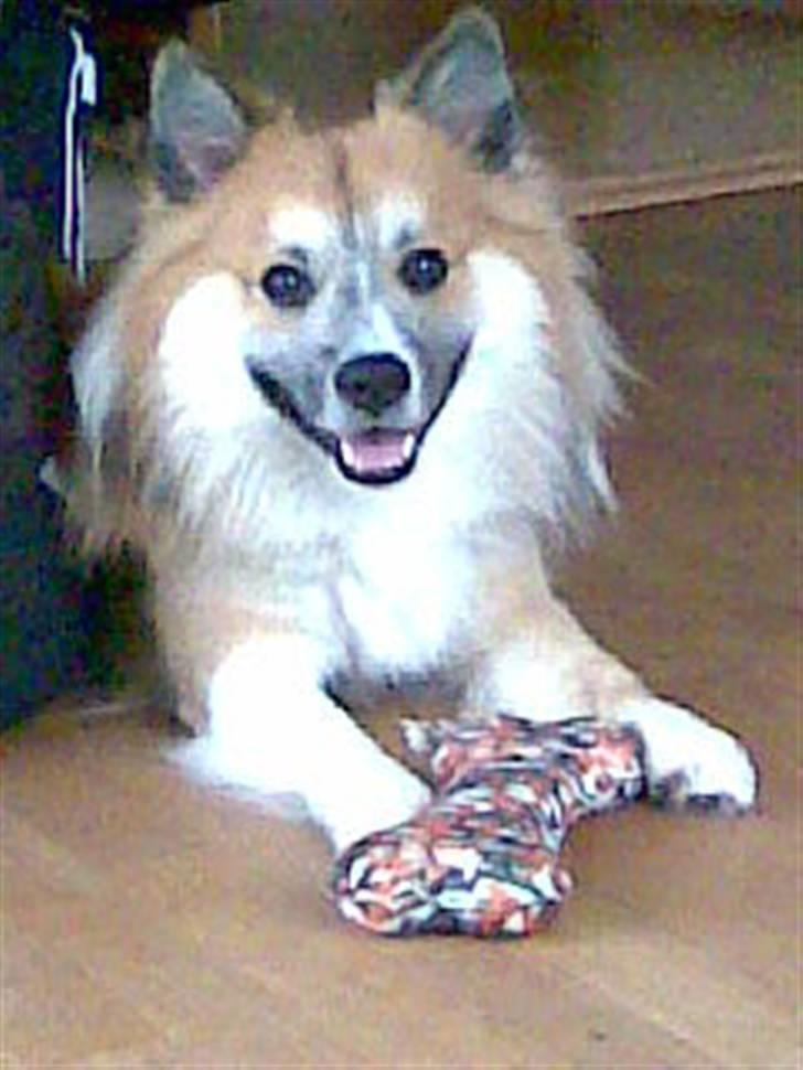 Islandsk fårehund mickey billede 14