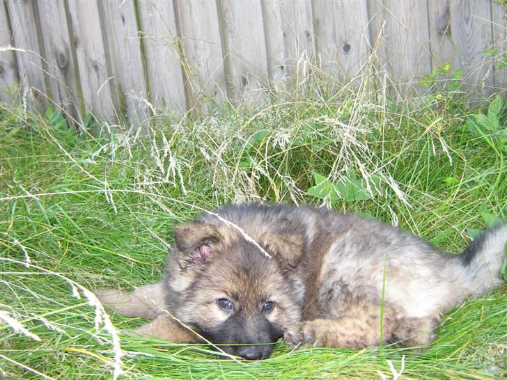 Schæferhund Bayogi´s Master billede 4