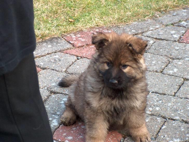 Schæferhund Bayogi´s Master billede 5