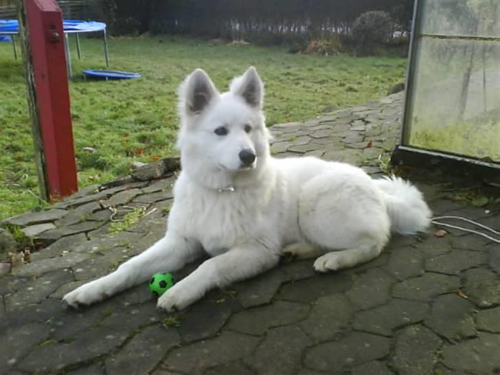 Samojedhund Tyson billede 1