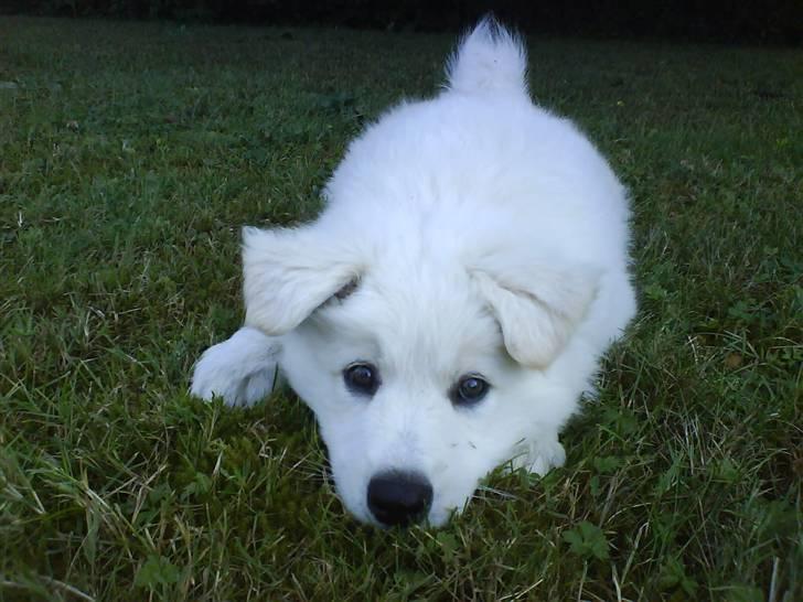 Samojedhund Tyson billede 2