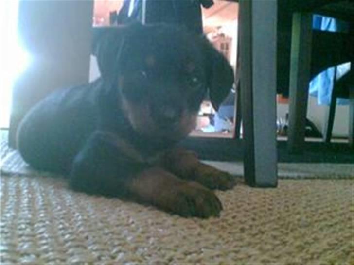 Rottweiler Sebo R.I.P billede 5