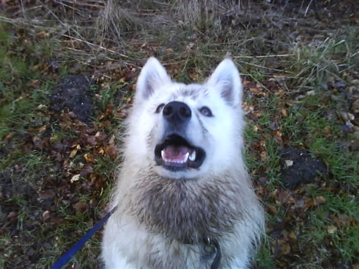 Samojedhund Tyson billede 5