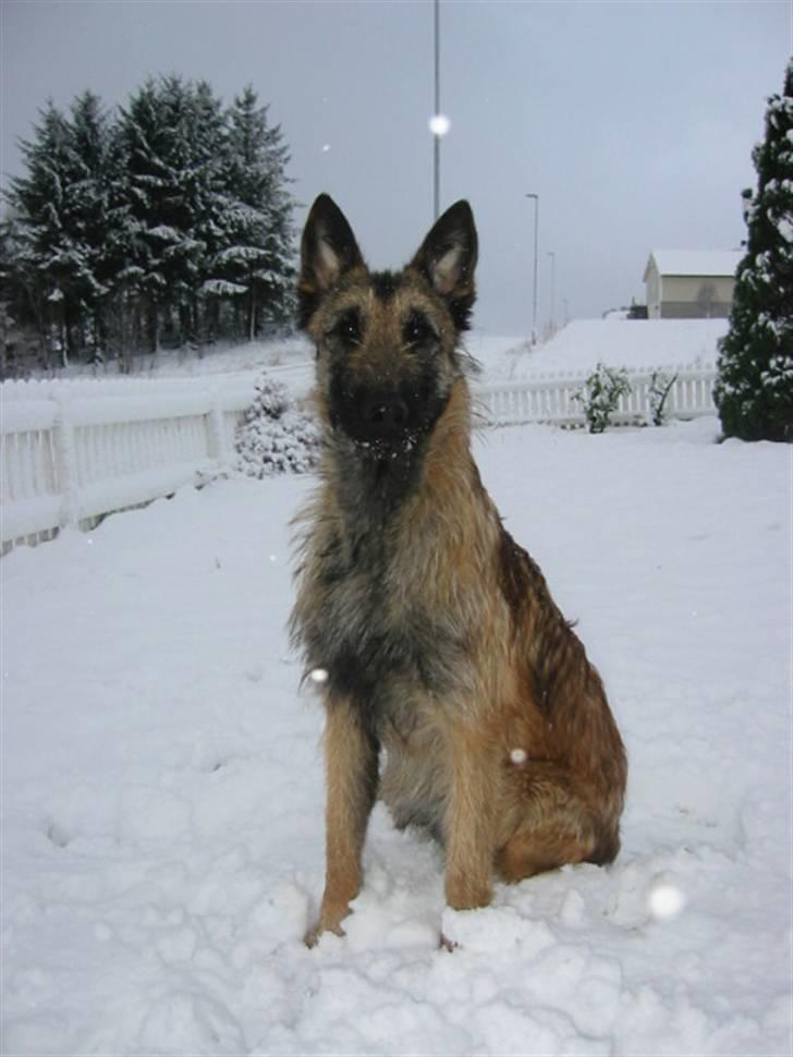 Laekenois Vajert Ricky - ricky sitter i snøen billede 1