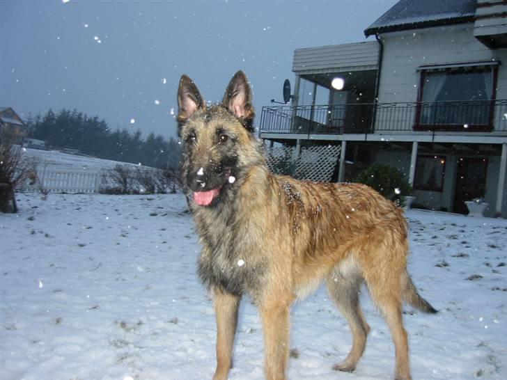 Laekenois Vajert Ricky - ricky stående i snøen billede 2