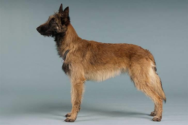 Laekenois Vajert Ricky - ricky bir fotografert av en proff billede 3