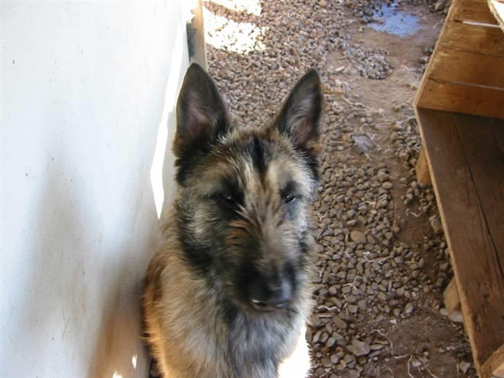 Laekenois Vajert Ricky - Ricky i hundegaren billede 4