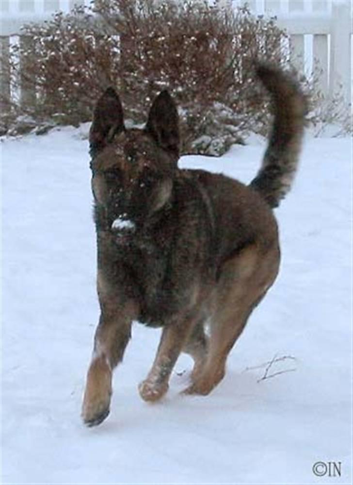 Laekenois Vajert Ricky - Ricky sin bese kamerat Attila billede 5