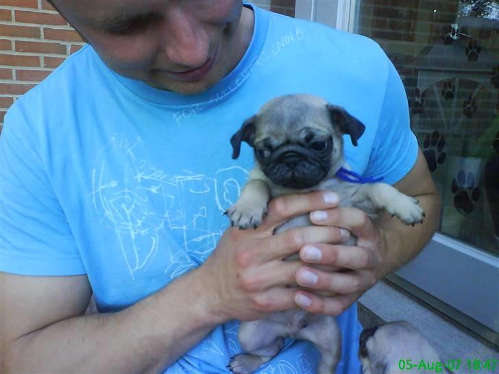 Mops Frank Elvis - Nu er jeg blevet 8 uger gammel!  billede 12