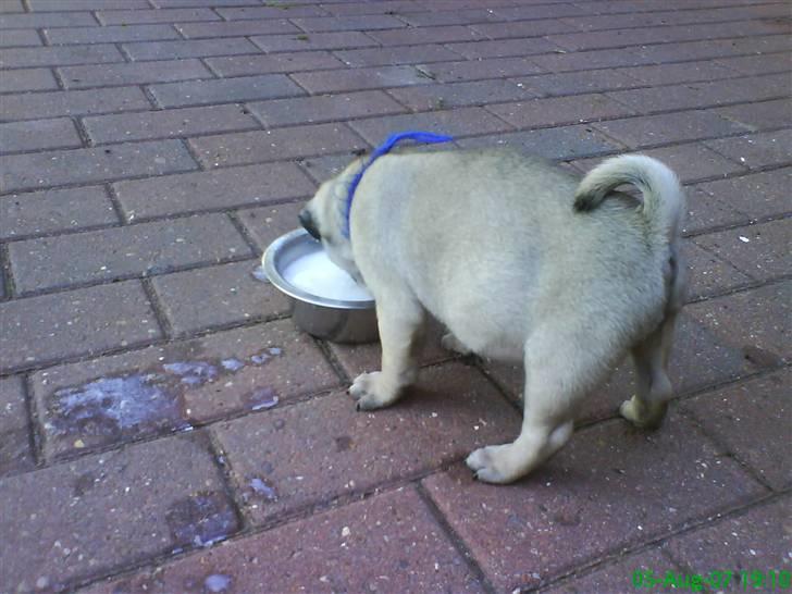 Mops Frank Elvis - MUMS! billede 13