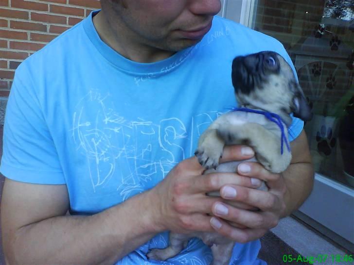 Mops Frank Elvis - Heeeeej far!  billede 14