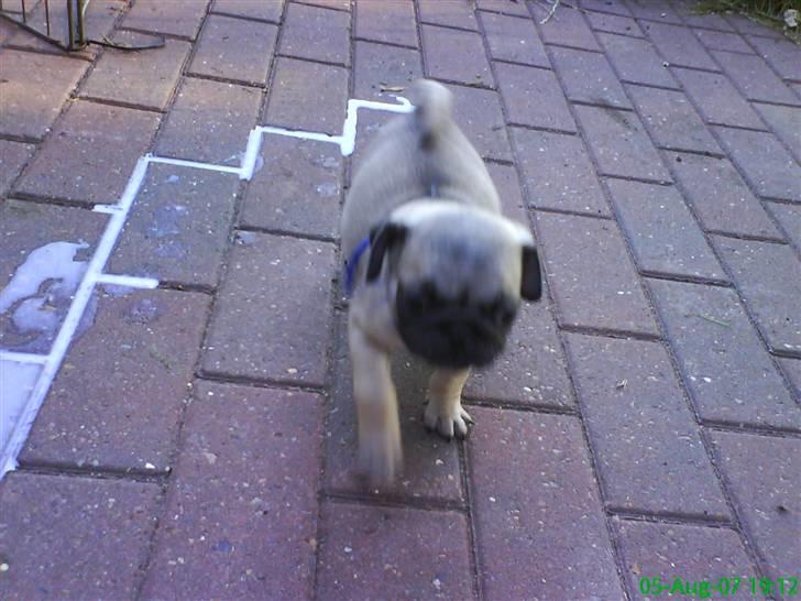 Mops Frank Elvis - Hehehe. Det var mig der væltede skålen med vand og A38.  billede 15